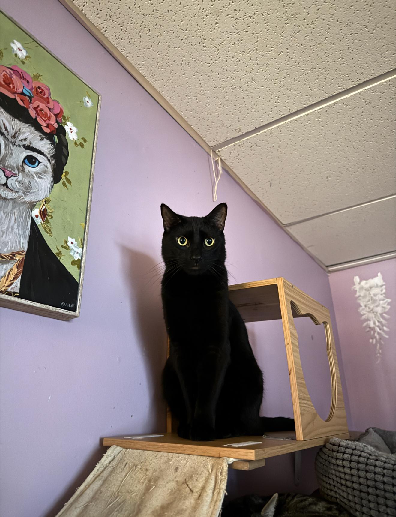 Luke, Adoptable, Young Male Domestic Short Hair.