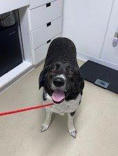 Dixie, a ADOPTABLE mixed breed in Gilberts, IL image 2/3