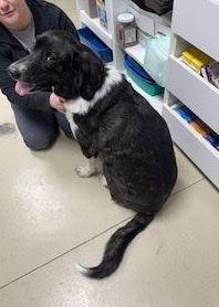 Dixie, a ADOPTABLE mixed breed in Gilberts, IL image 3/3