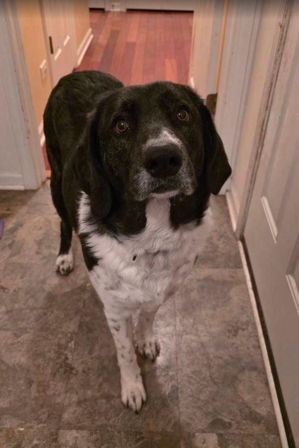 Dixie, ADOPTABLE, Young Female Great Pyrenees & Labrador Retriever.