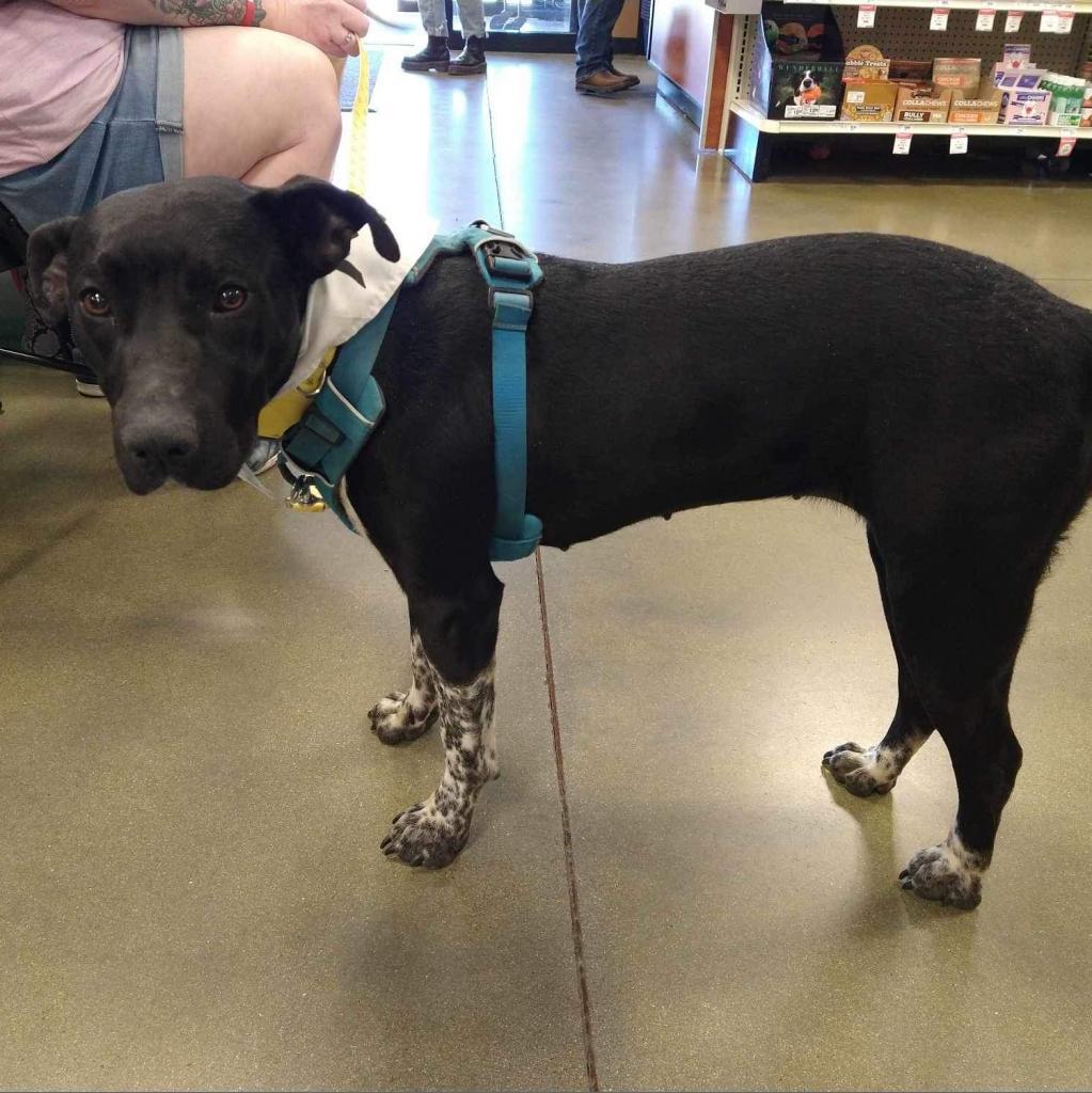 Sidney, Adoptable, Adult Female Black Labrador Retriever.
