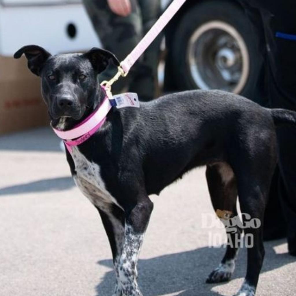 Sidney, a Adoptable Black Labrador Retriever in Nampa, ID image 2/6