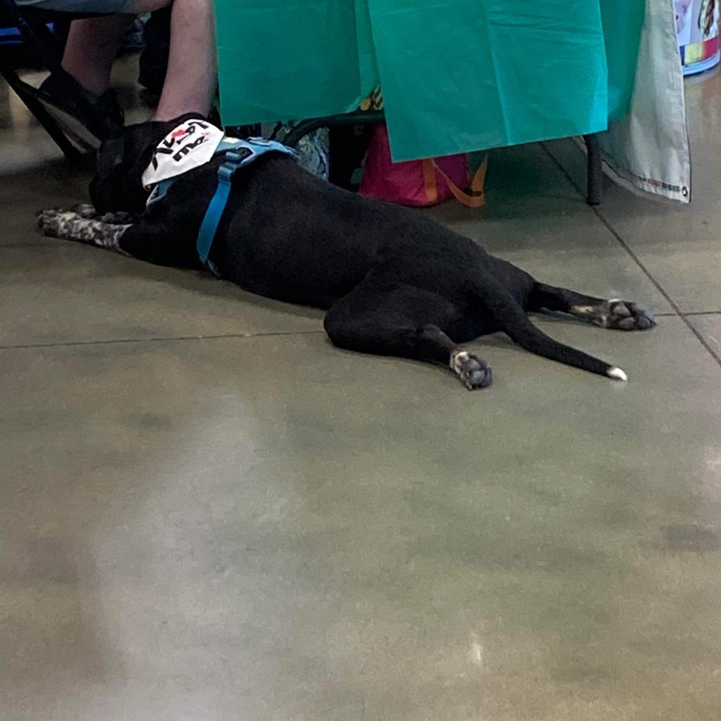 Sidney, a Adoptable Black Labrador Retriever in Nampa, ID image 3/6