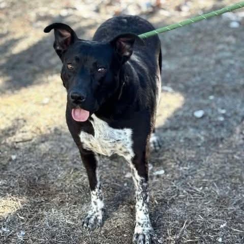 Sidney, a Adoptable Black Labrador Retriever in Nampa, ID image 4/6