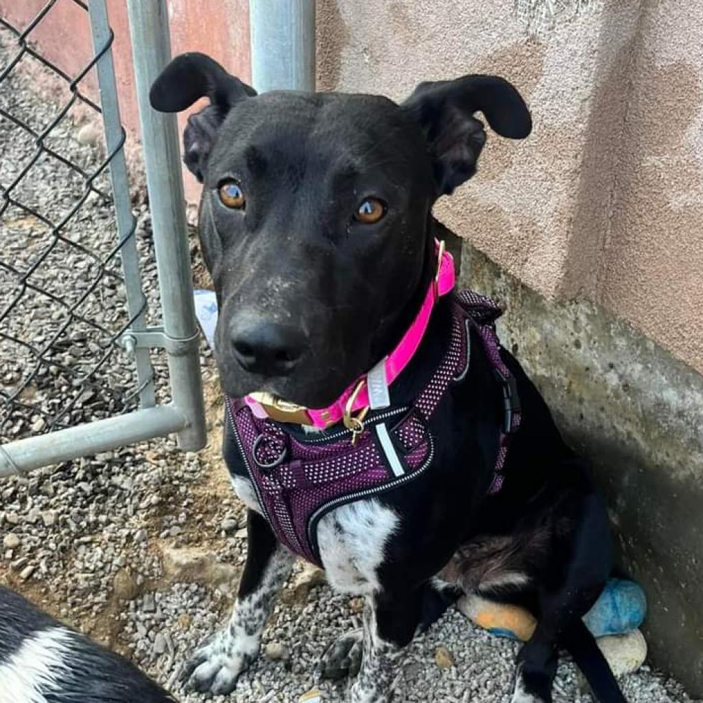 Sidney, a Adoptable Black Labrador Retriever in Nampa, ID image 5/6