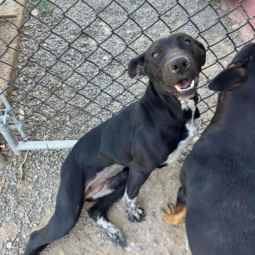 Sidney, a Adoptable Black Labrador Retriever in Nampa, ID image 6/6
