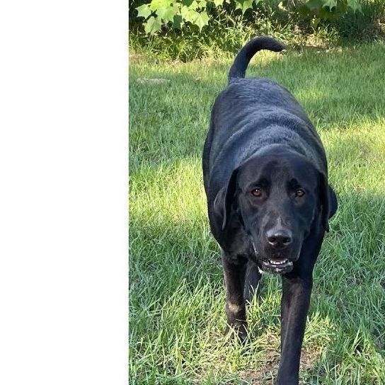Bear 2, an adoptable Black Labrador Retriever Mix in Marianna, FL_image-1