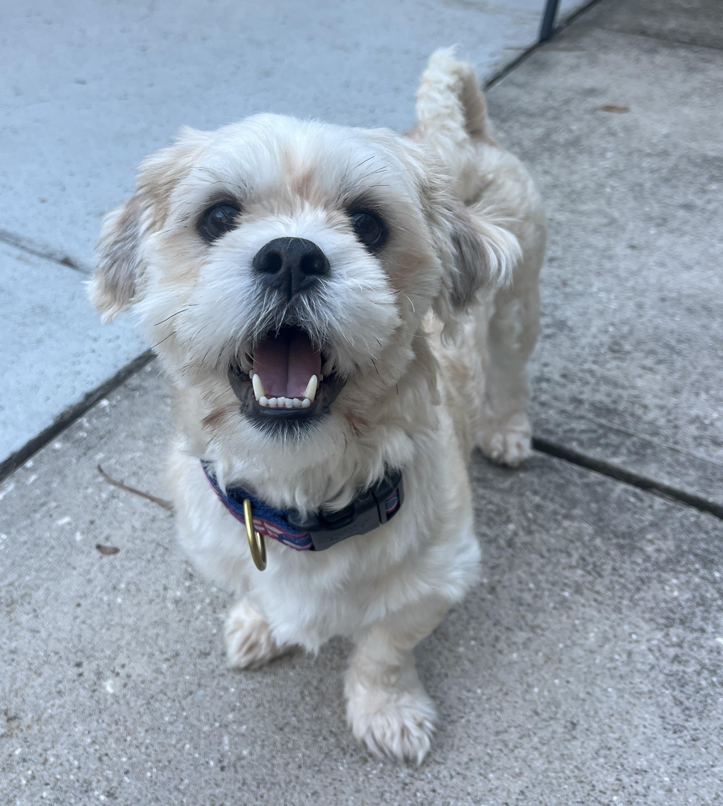 Casper, Adoptable, Adult Male Mixed Breed.