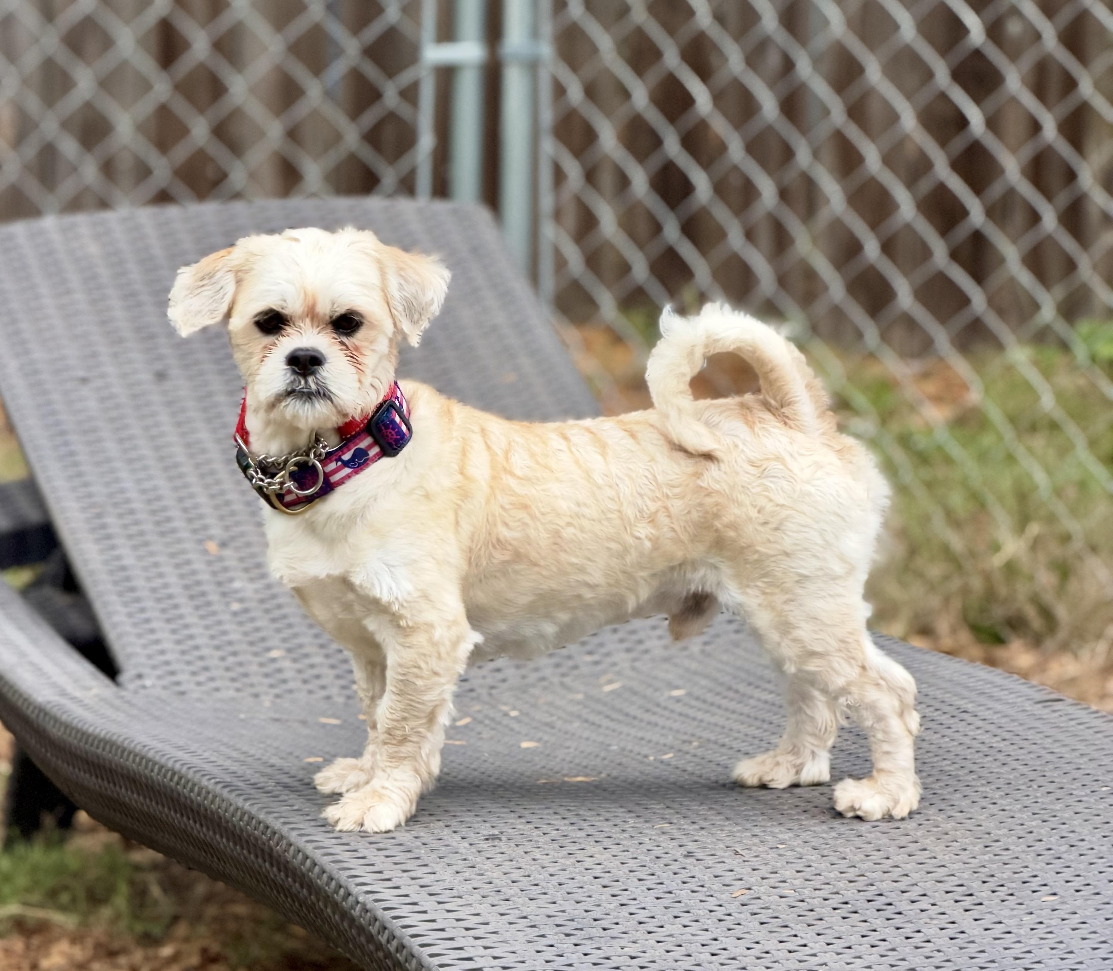 Enlarge Casper, a Adoptable mixed breed in Mt Pleasant, SC image 4/6