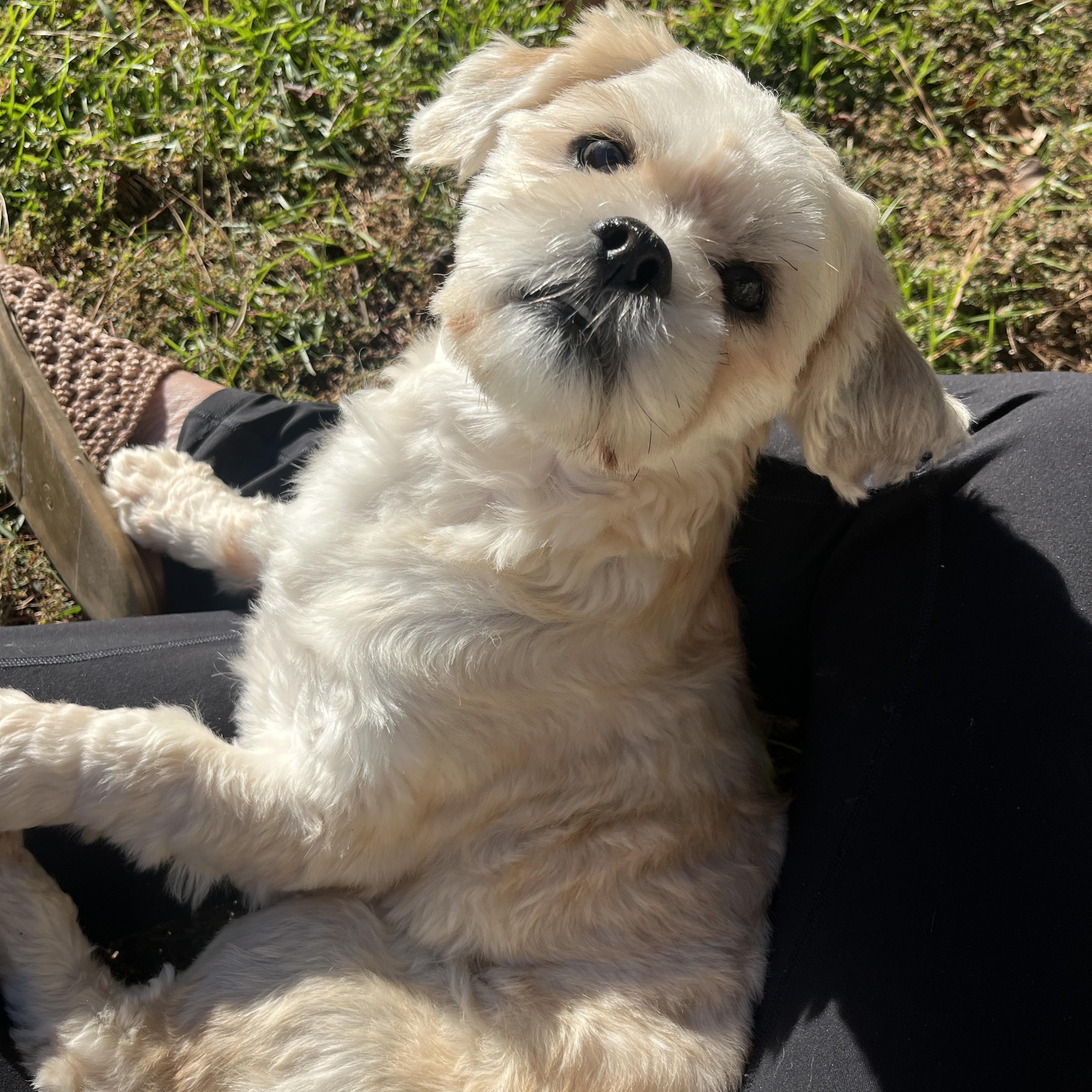 Enlarge Casper, a Adoptable mixed breed in Mt Pleasant, SC image 3/5