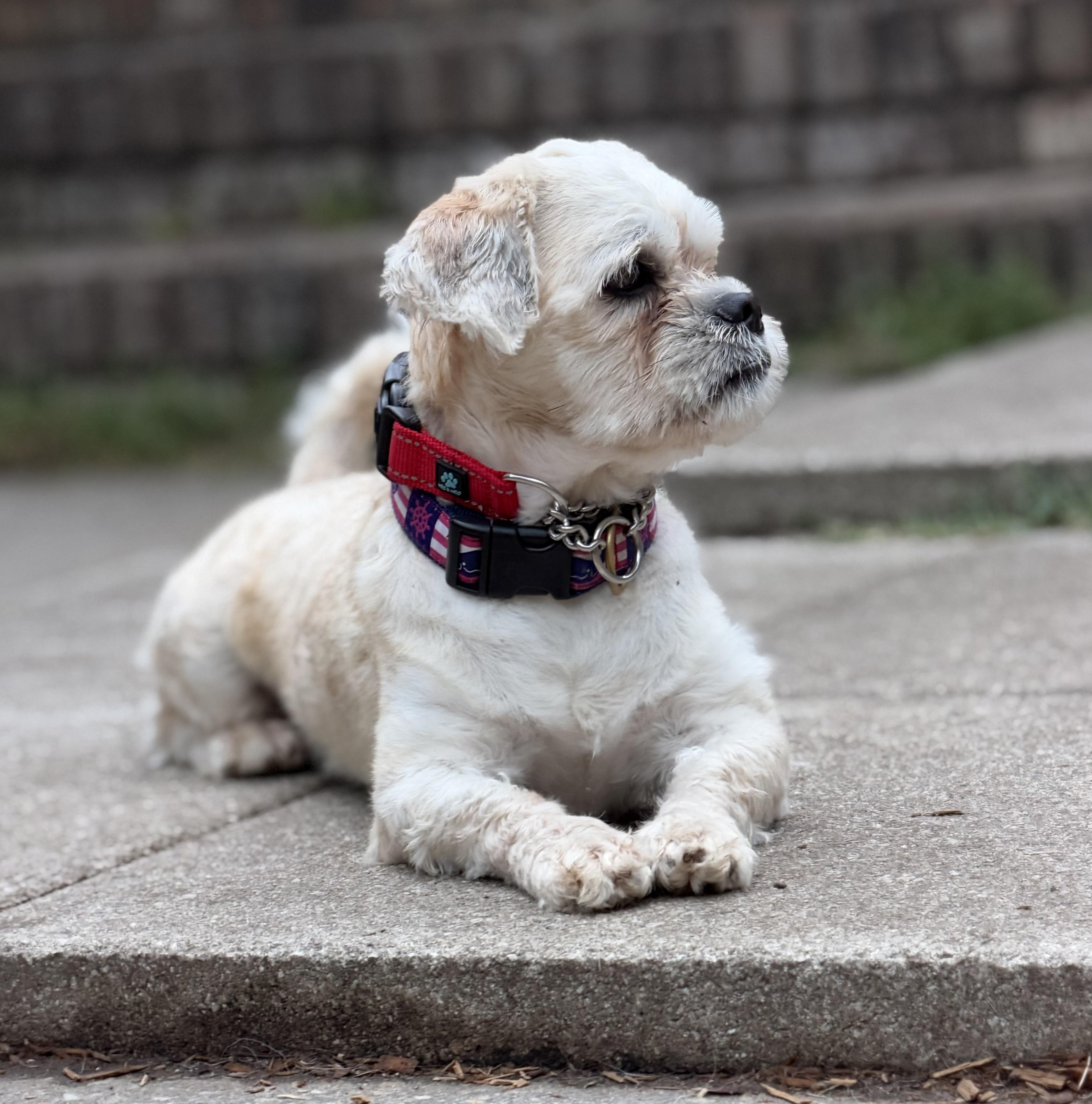 Enlarge Casper, a Adoptable mixed breed in Mt Pleasant, SC image 5/6