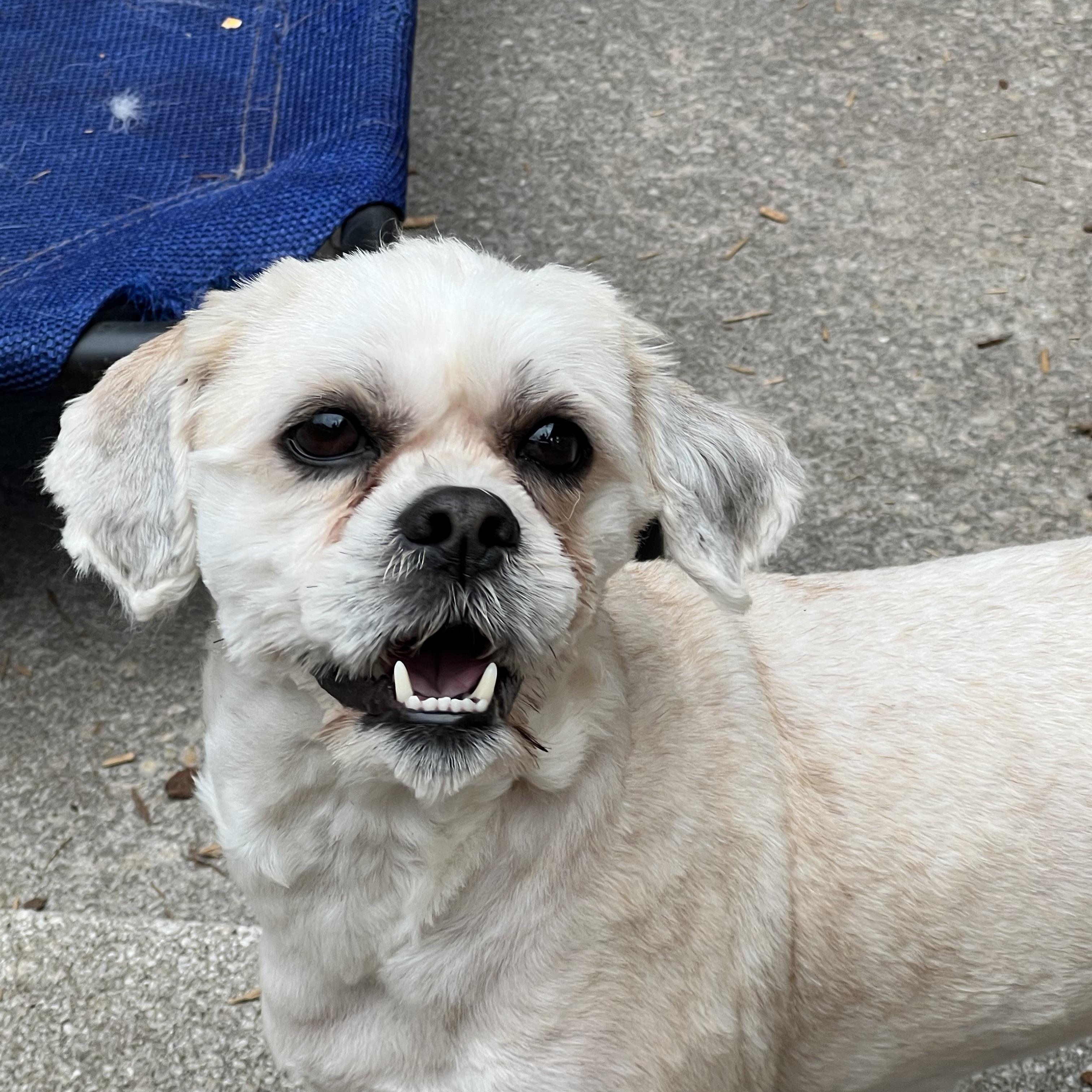 Enlarge Casper, a ADOPTABLE mixed breed in Mt Pleasant, SC image 2/5