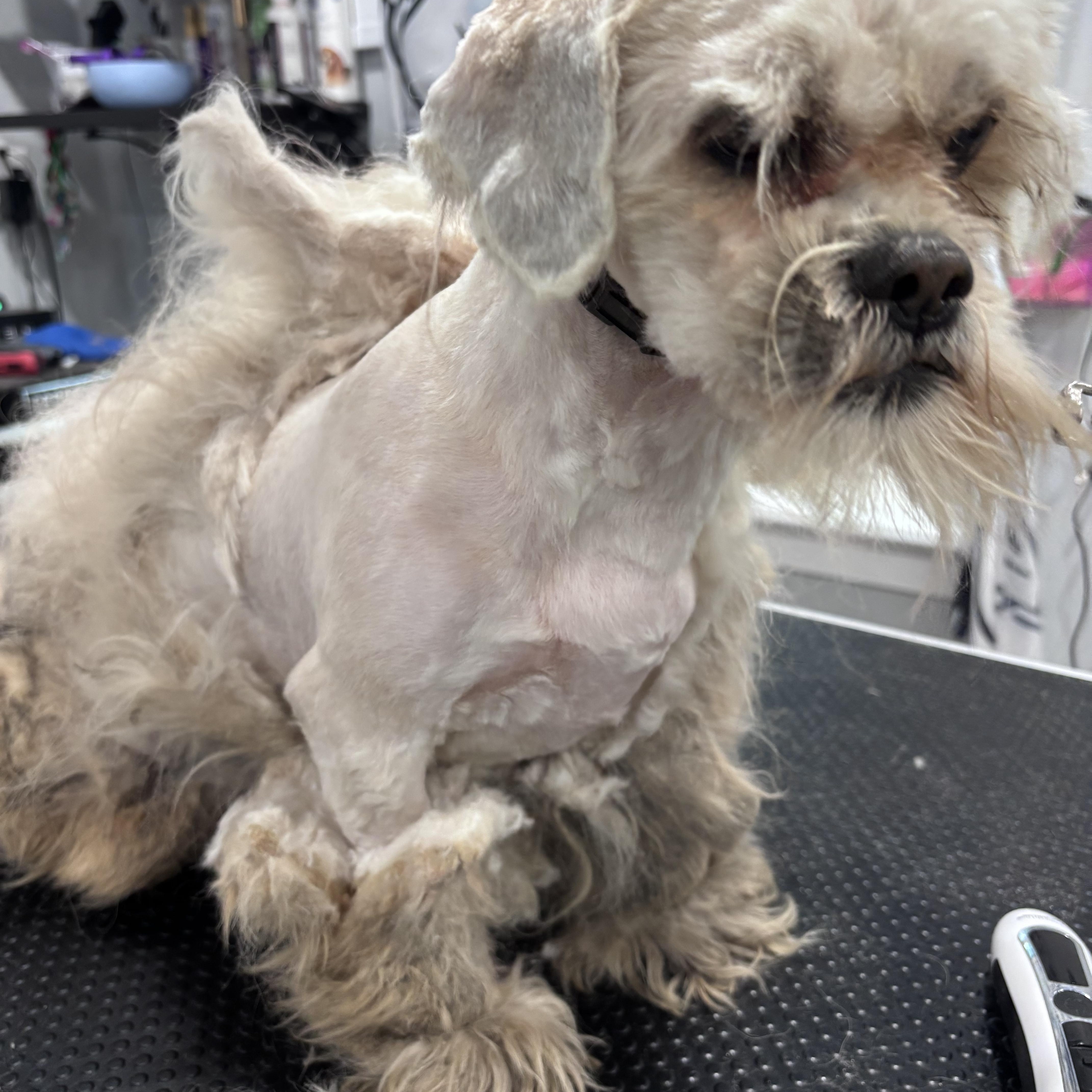 Enlarge Casper, a ADOPTABLE mixed breed in Mt Pleasant, SC image 5/5