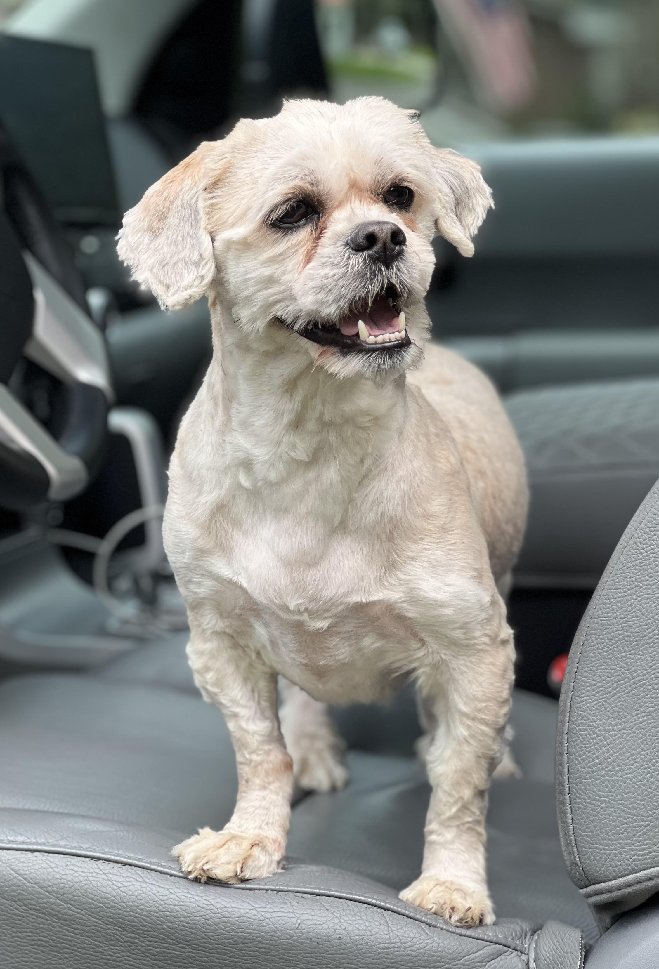 Casper, ADOPTABLE, Adult Male Mixed Breed.