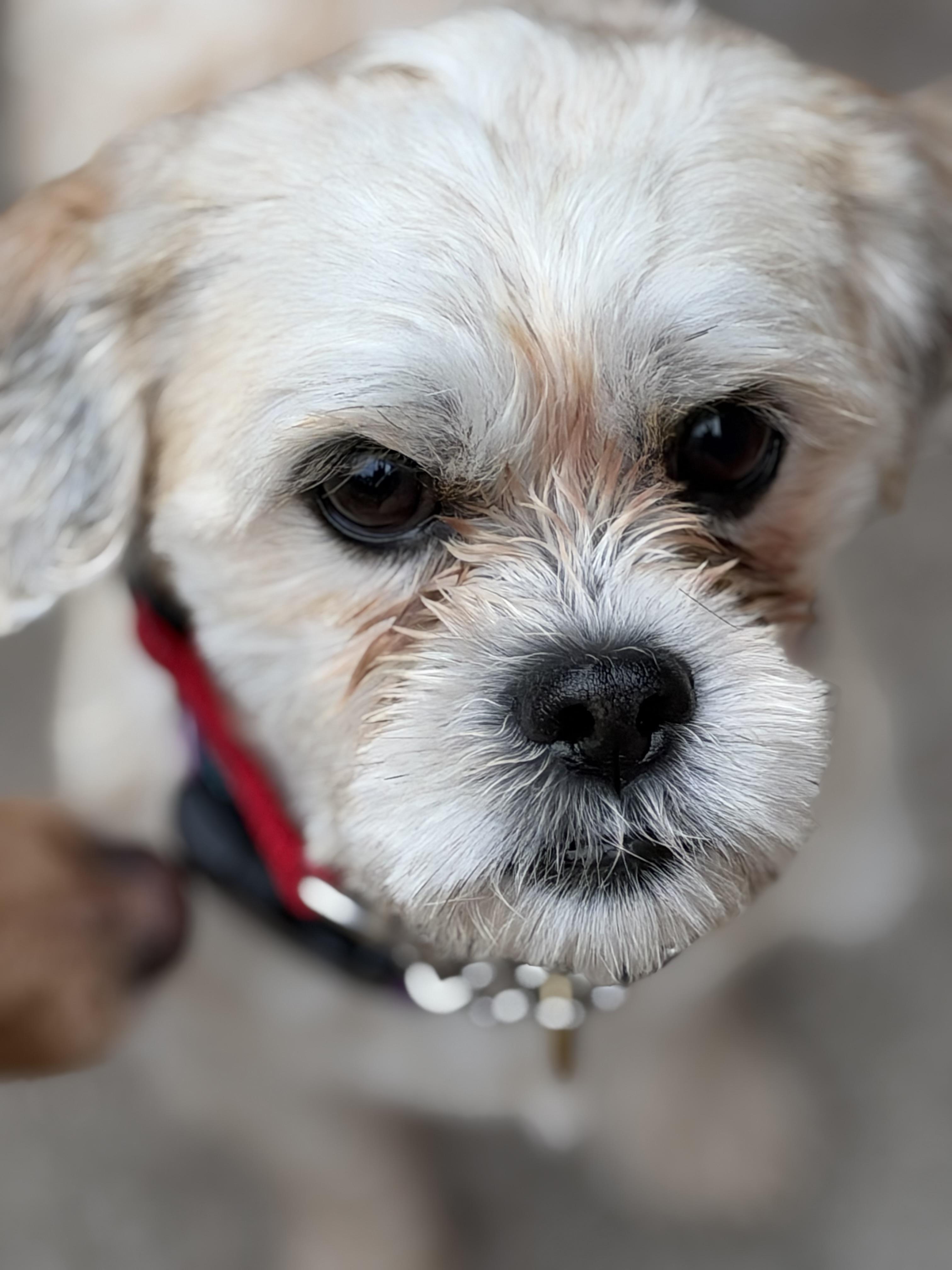 Enlarge Casper, a Adoptable mixed breed in Mt Pleasant, SC image 2/6