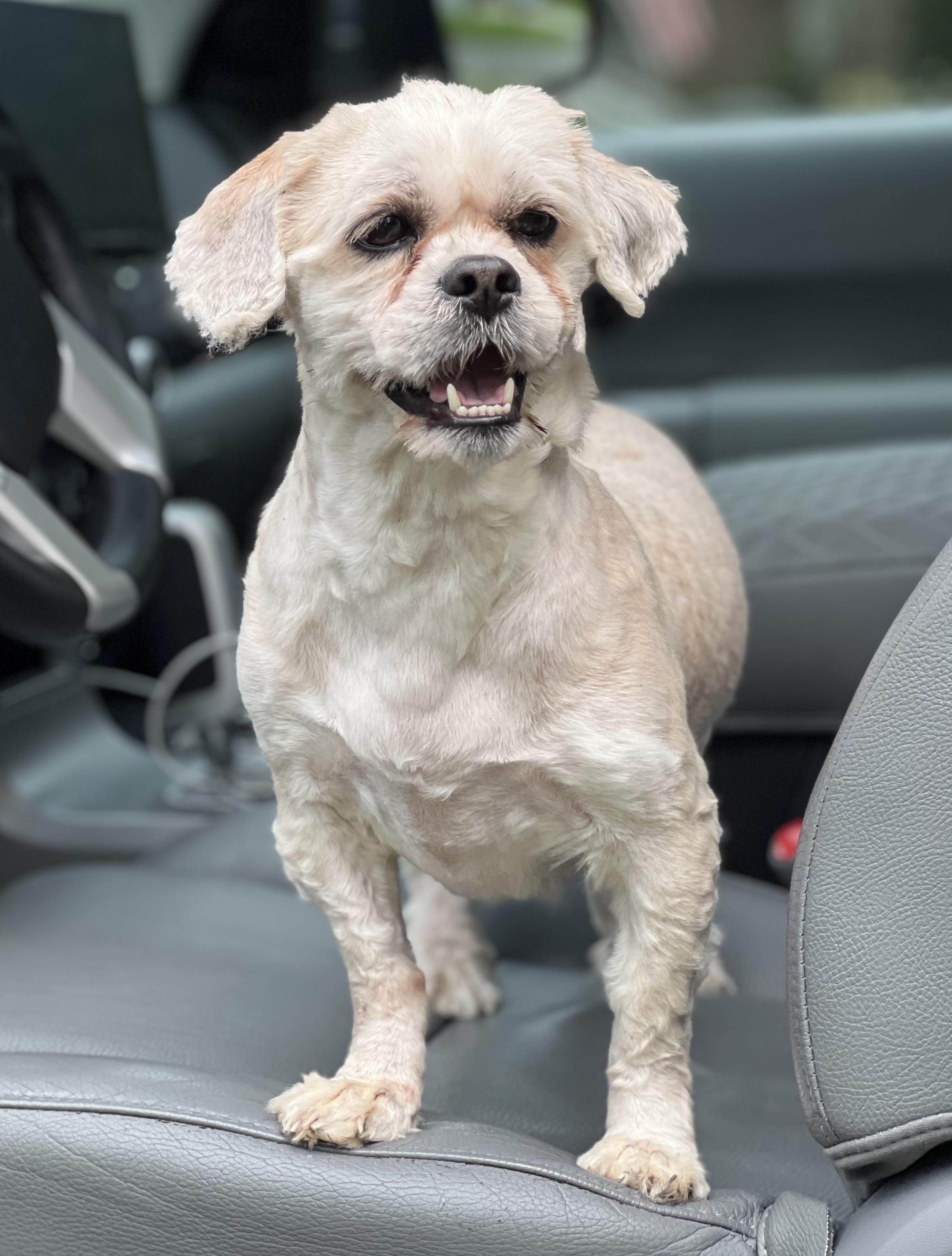 Enlarge Casper, a ADOPTABLE mixed breed in Mt Pleasant, SC image 3/5