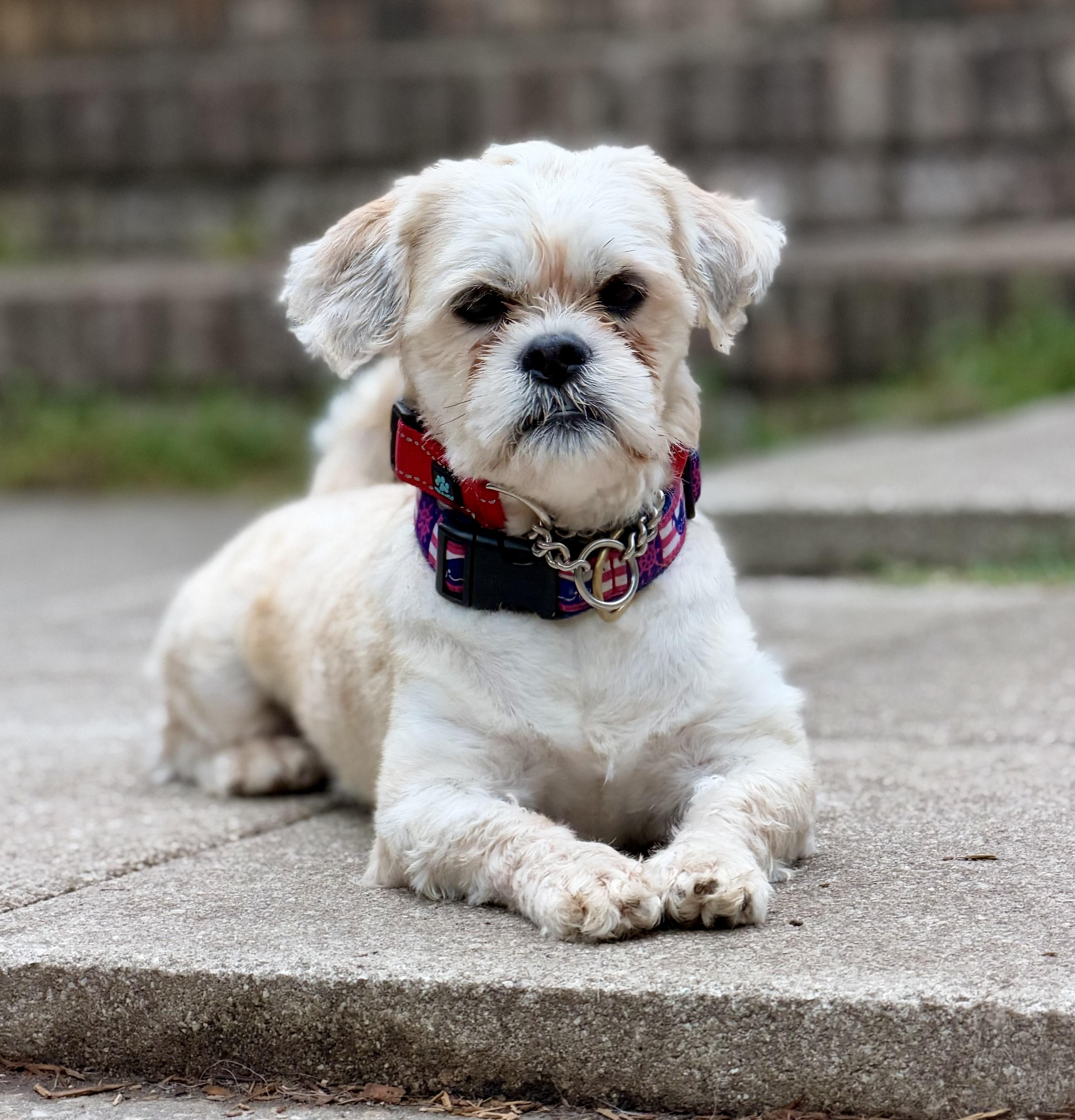 Casper, Adoptable, Adult Male Mixed Breed.
