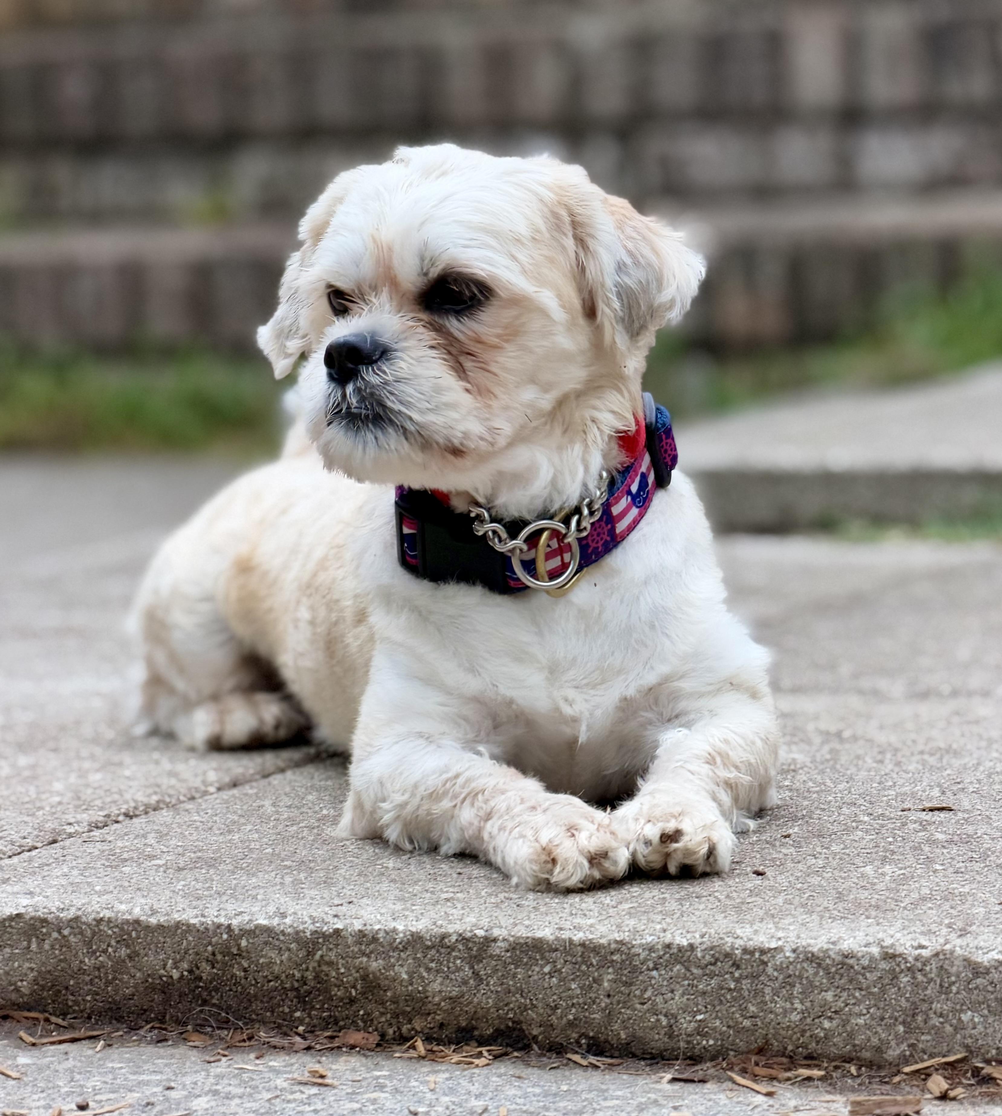 Enlarge Casper, a Adoptable mixed breed in Mt Pleasant, SC image 3/6