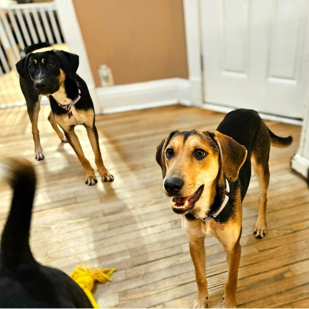 Enlarge Shelby(REDUCED FEE!), a ADOPTABLE mixed breed in Chicago, IL image 5/6