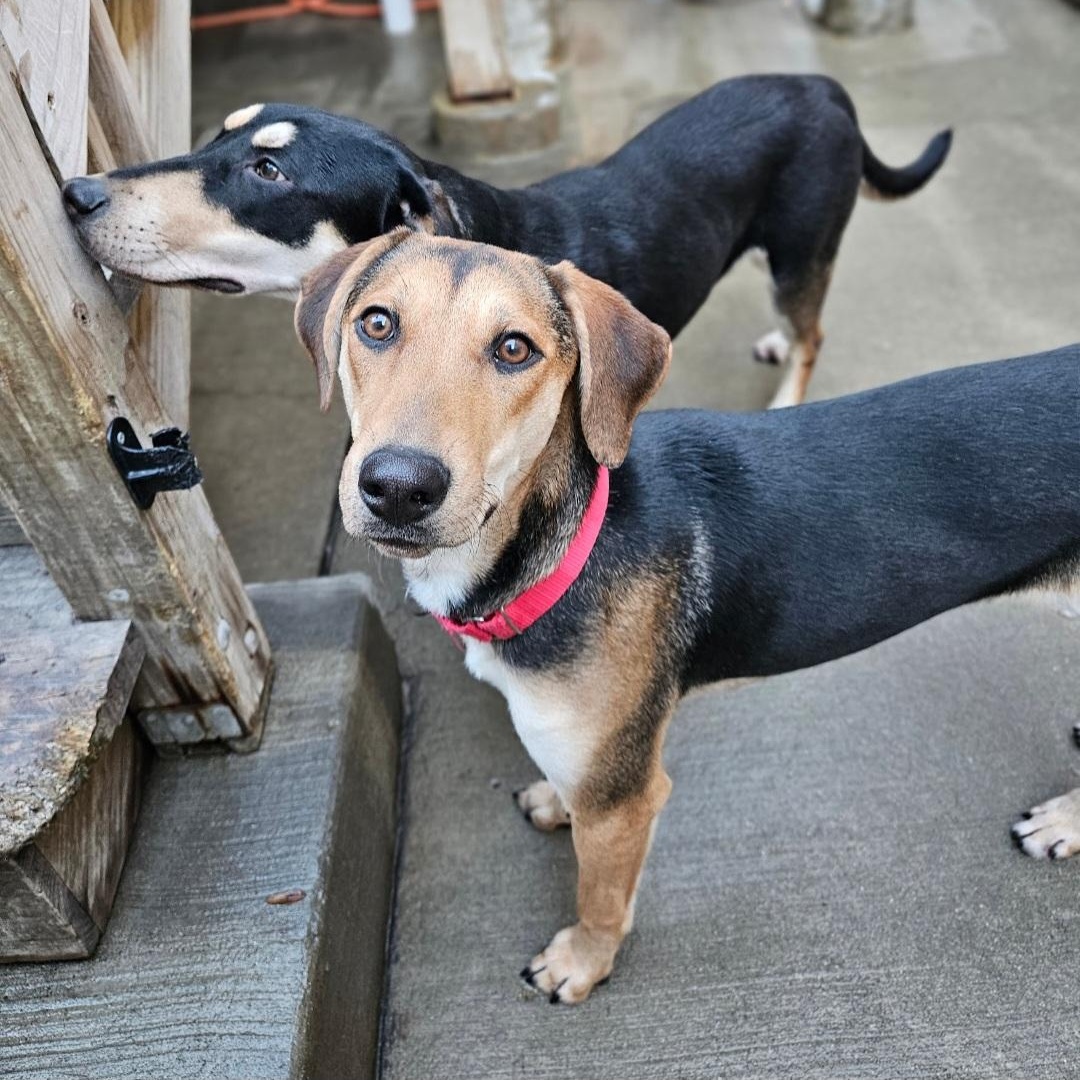 Enlarge Shelby(REDUCED FEE!), a ADOPTABLE mixed breed in Chicago, IL image 3/6