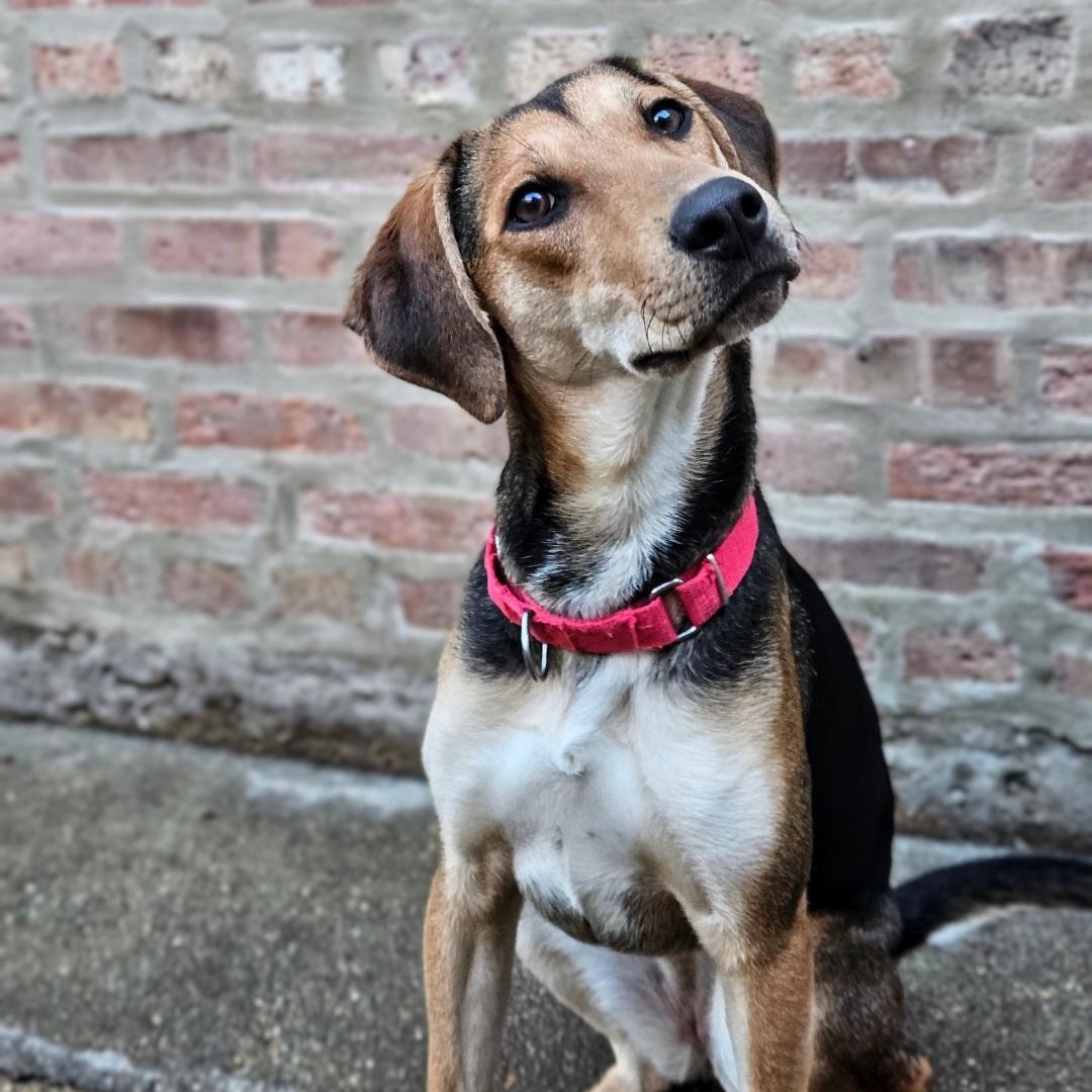 Enlarge Shelby(REDUCED FEE!), a ADOPTABLE mixed breed in Chicago, IL image 2/6