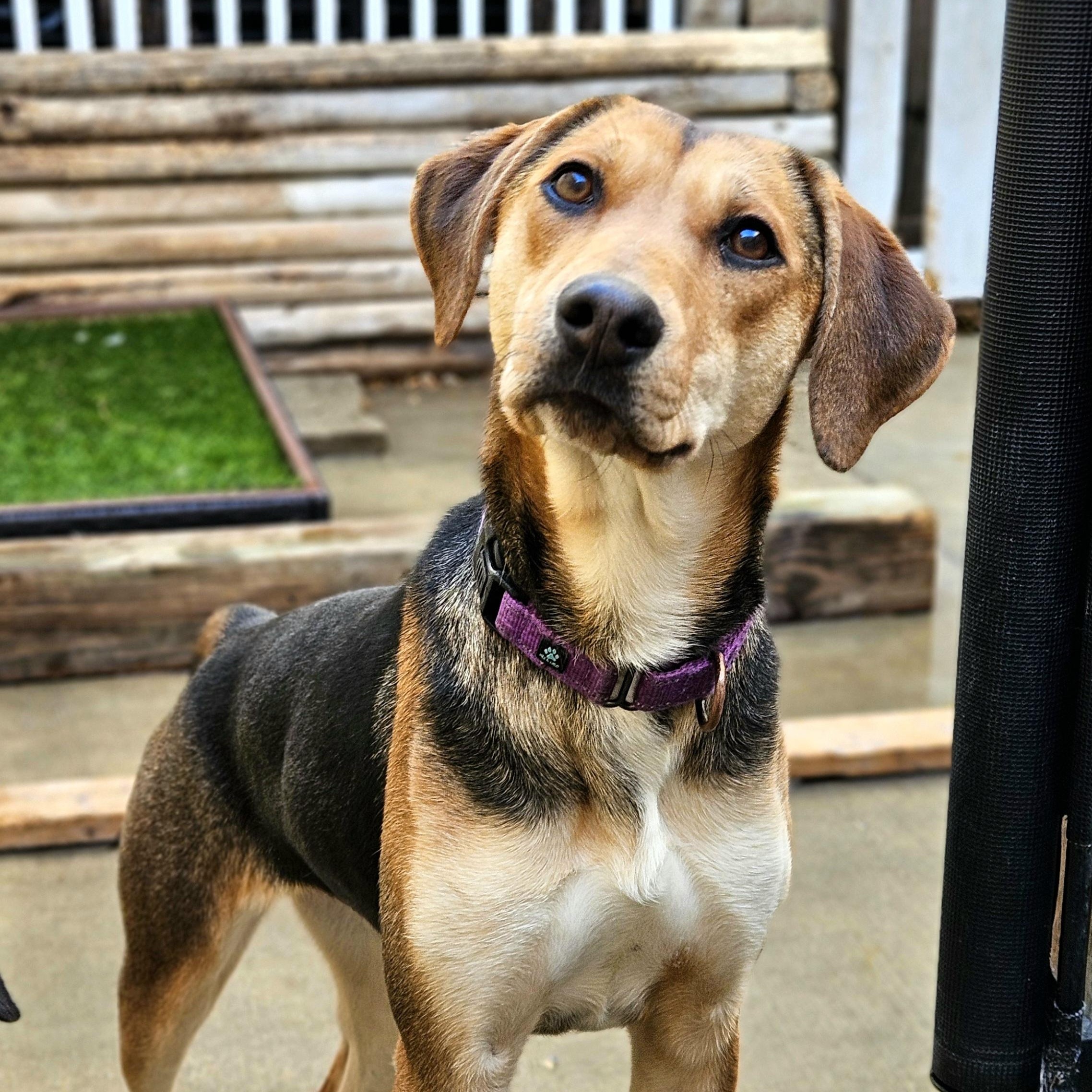 Shelby(REDUCED FEE!), ADOPTABLE, Young Female German Shepherd Dog & Coonhound.