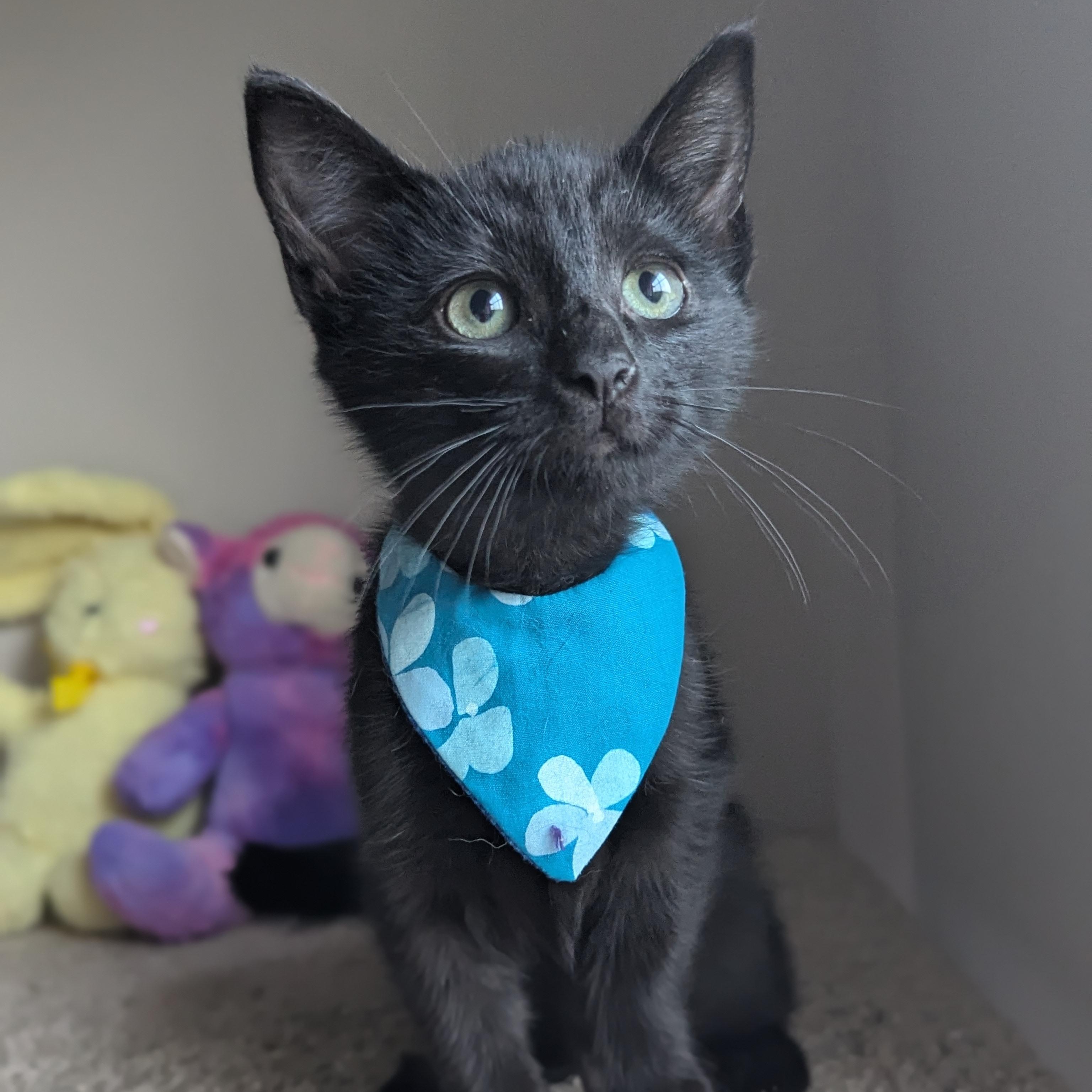 Zatar (The spices litter) Bombay Cat