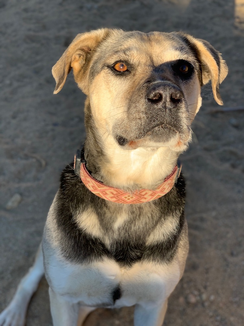 Mia, Adoptable, Senior Female Shepherd.