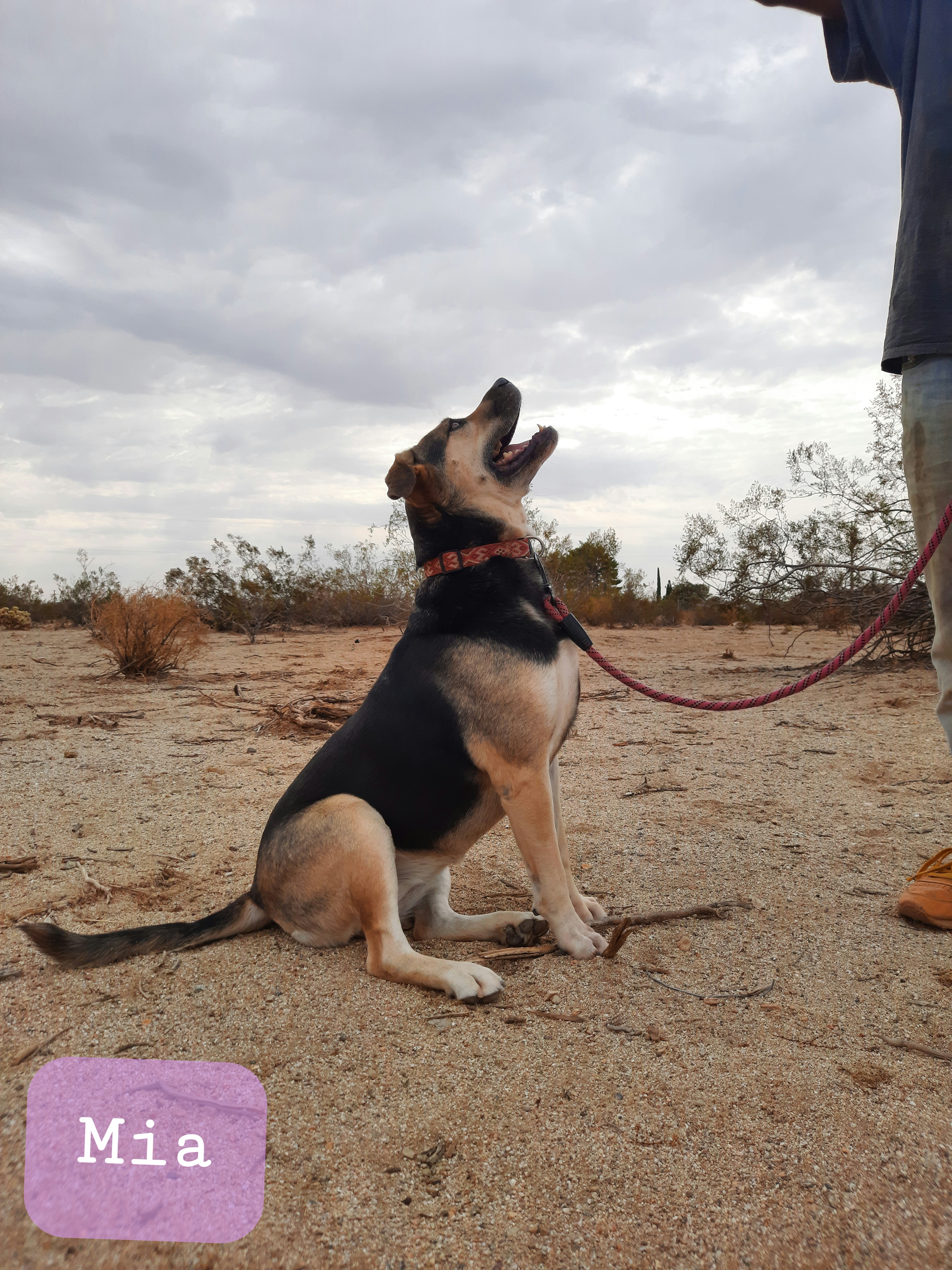 Mia, a Adoptable mixed breed in Mojave, CA image 2/10