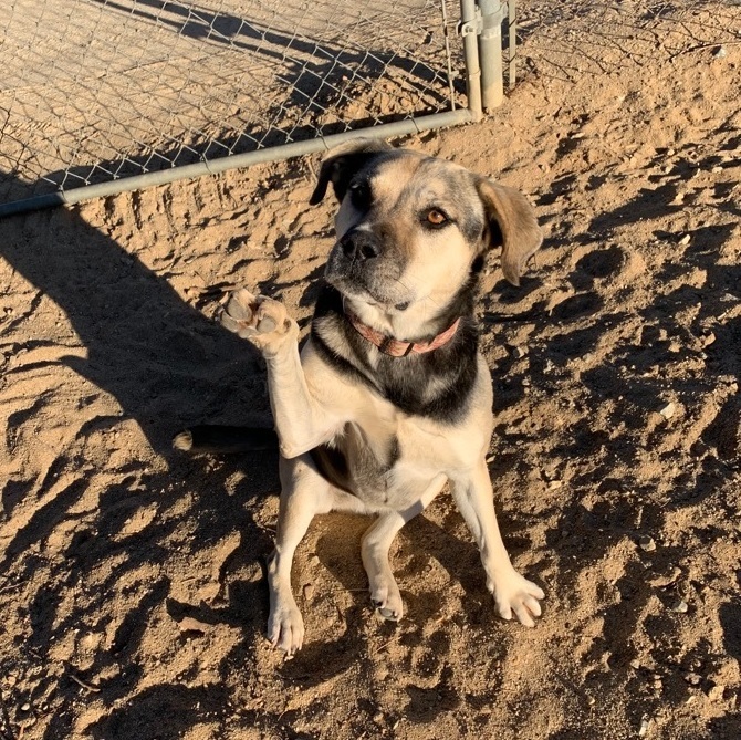 Mia, a Adoptable mixed breed in Mojave, CA image 3/10