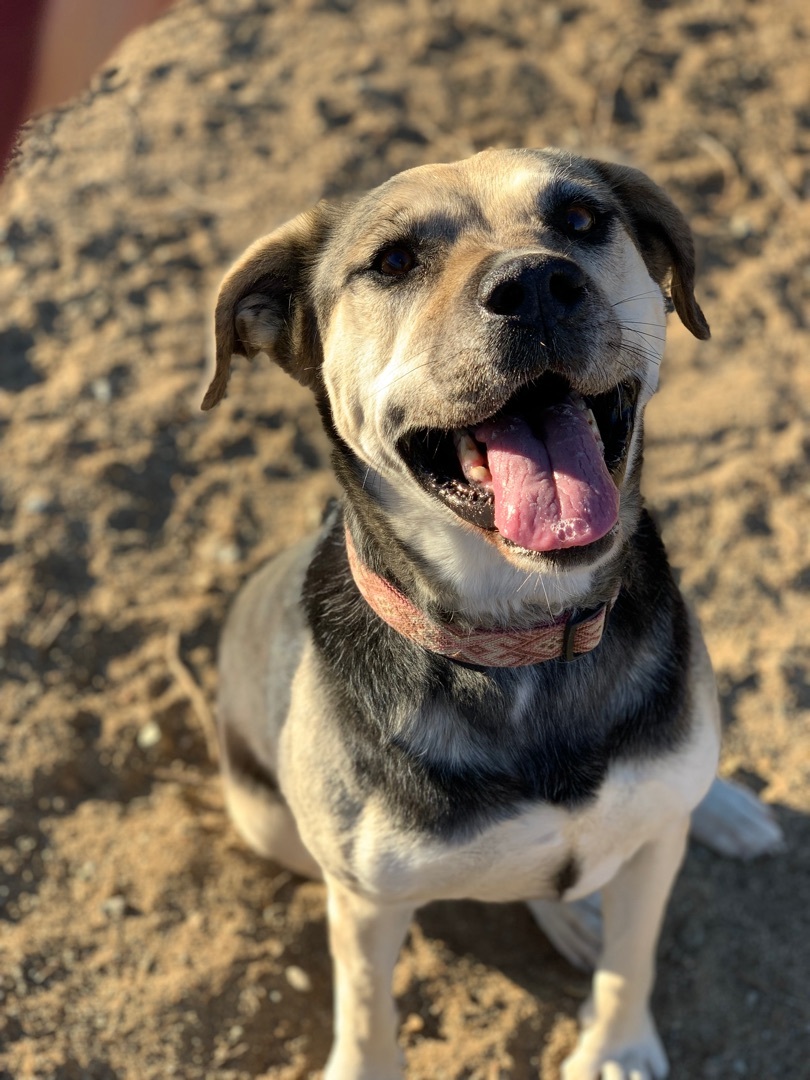 Mia, a Adoptable mixed breed in Mojave, CA image 4/10