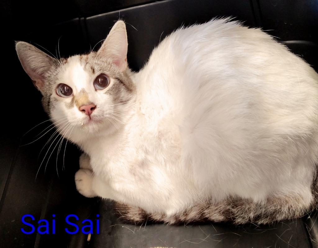 Enlarge Sai Sai, a Adopted mixed breed in Mena, AR image 1/1