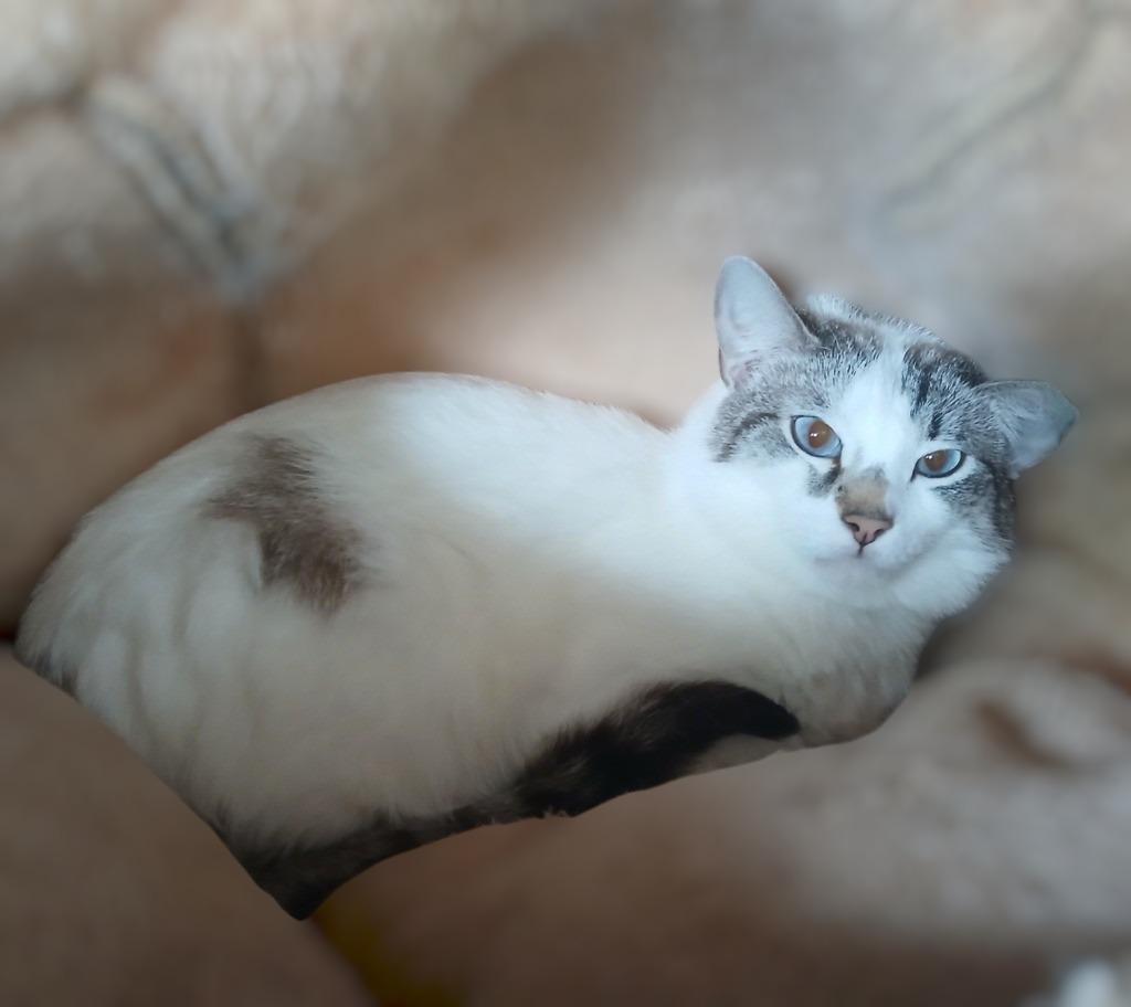 Enlarge Sai Sai, a Adopted mixed breed in Mena, AR image 2/2
