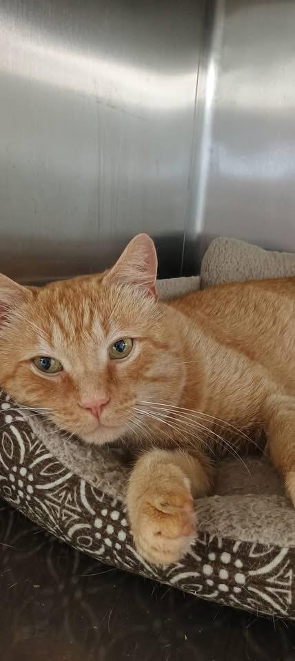 Enlarge KING, a Adoptable Domestic Short Hair in Wolcott, VT image 2/2