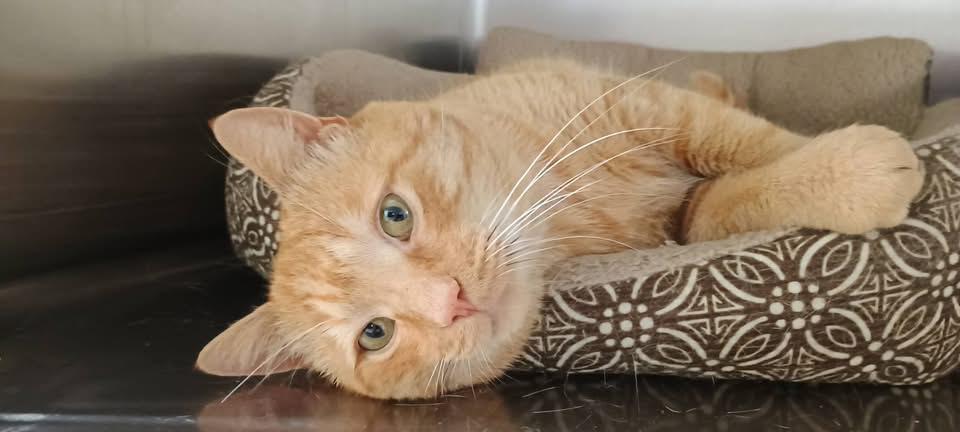 Enlarge KING, a Adoptable Domestic Short Hair in Wolcott, VT image 1/2