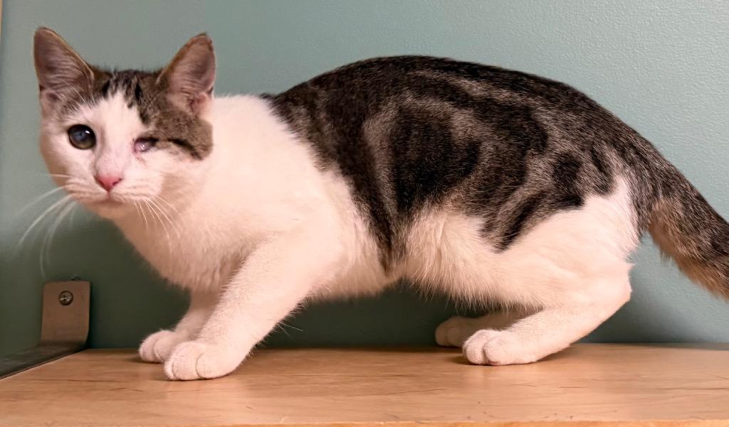 Enlarge Ali, a Adoptable Domestic Short Hair in Amery, WI image 2/3