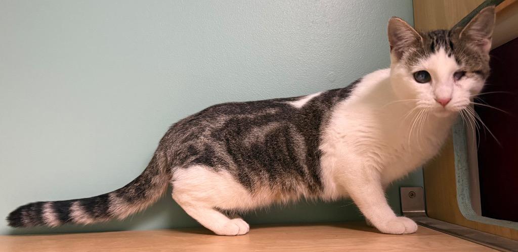 Enlarge Ali, a Adoptable Domestic Short Hair in Amery, WI image 3/3