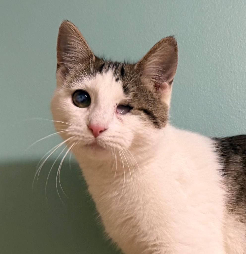 Ali, Adoptable, Young Female Domestic Short Hair.