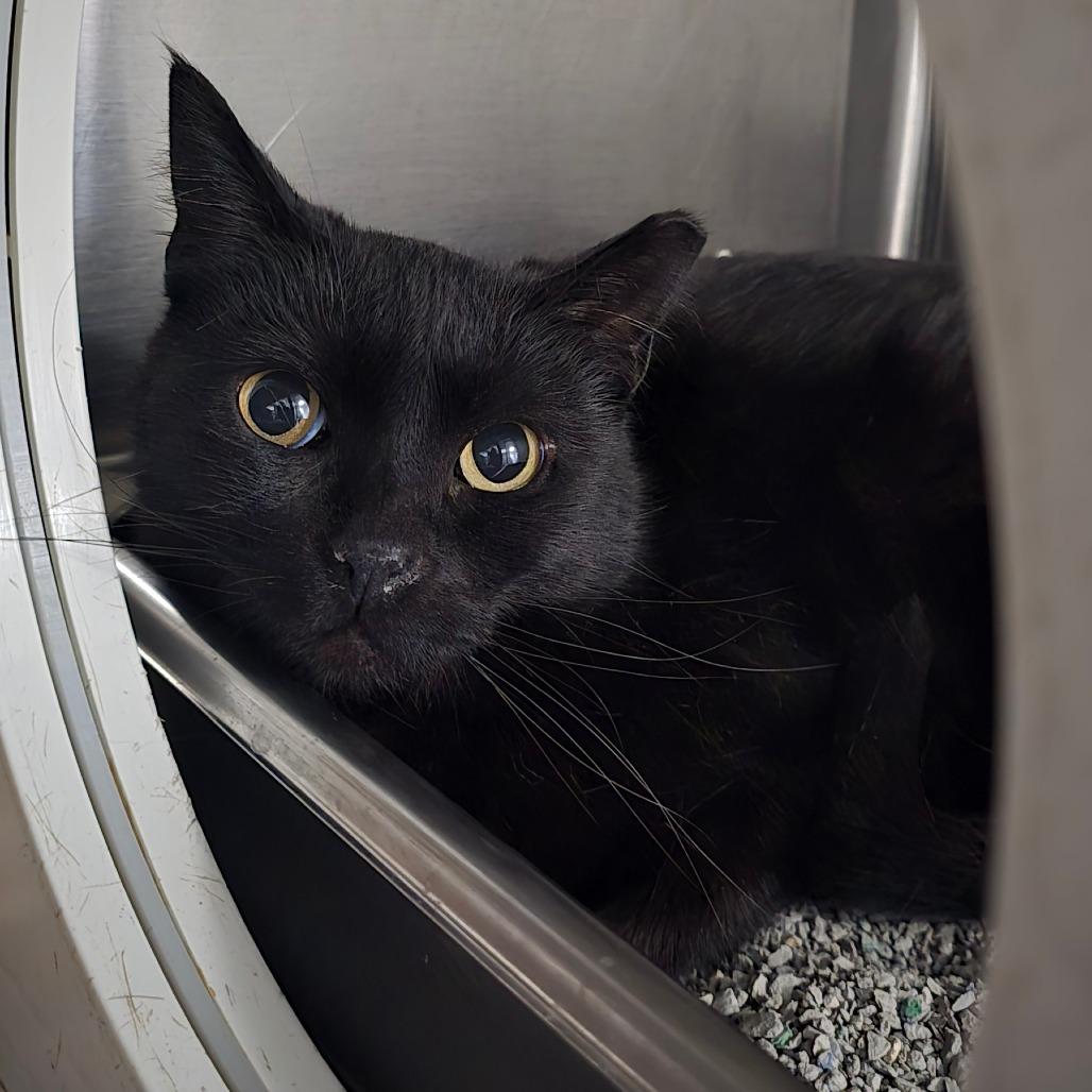 Sweet Pea Warrah, Adoptable, Adult Female Domestic Short Hair.