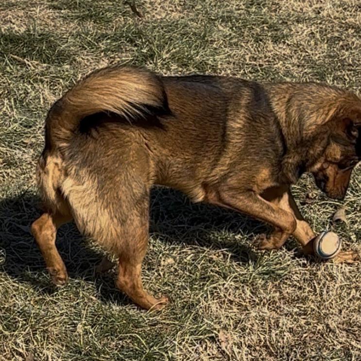 Bella, Adoptable, Adult Female Shepherd.