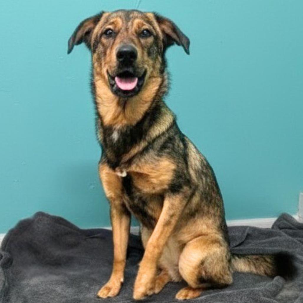 Enlarge Bella, a Adoptable Shepherd in Jefferson city, TN image 2/3