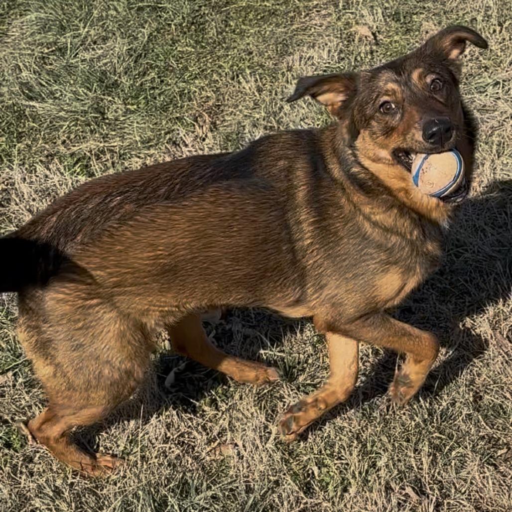 Enlarge Bella, a Adoptable Shepherd in Jefferson city, TN image 3/3