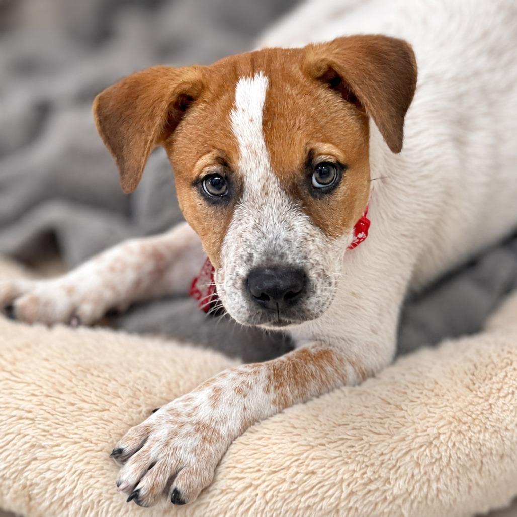 Enlarge Perla, a Adoptable mixed breed in Boerne, TX image 3/4