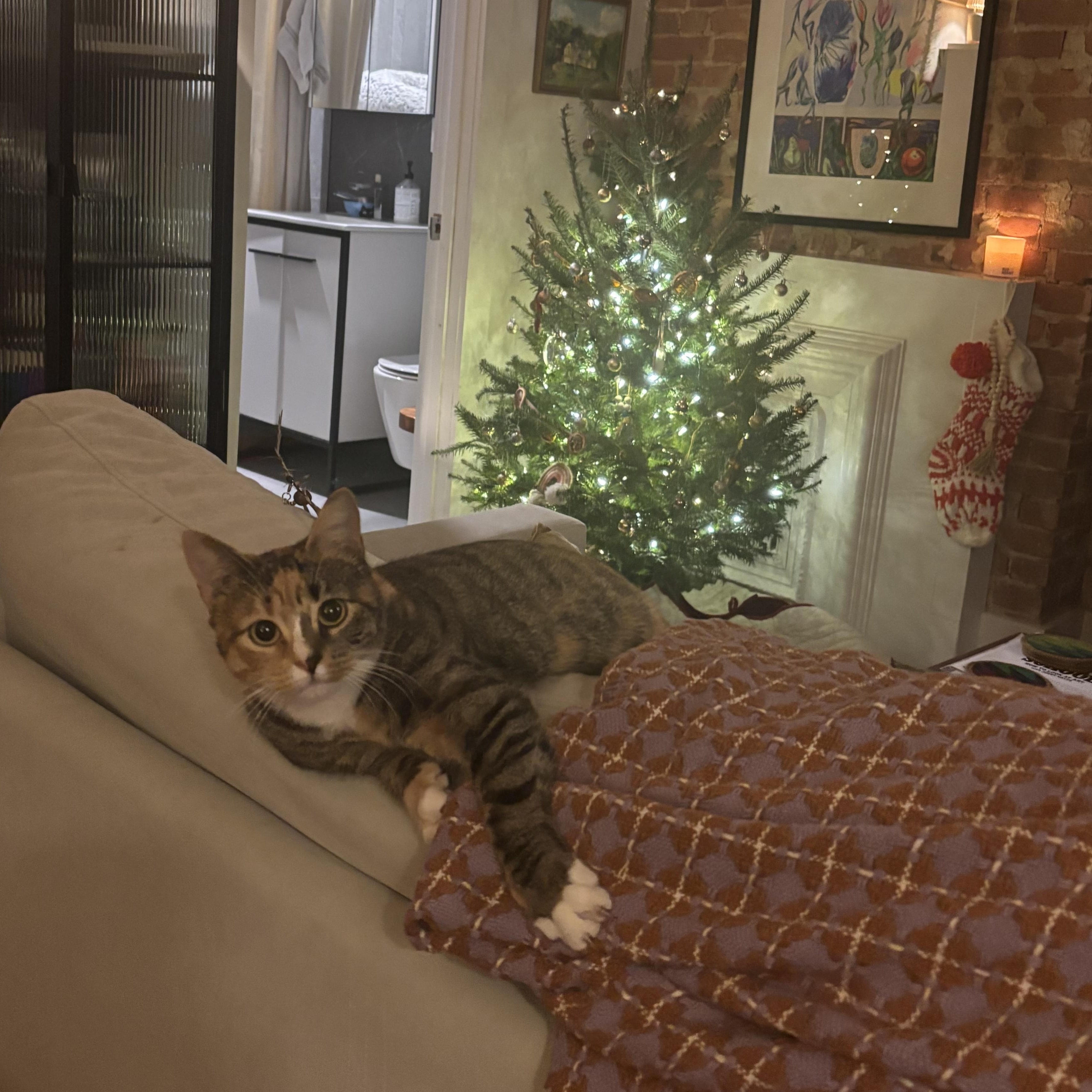 Enlarge Evalin, an adopted Domestic Short Hair in Brooklyn, NY image 1/6