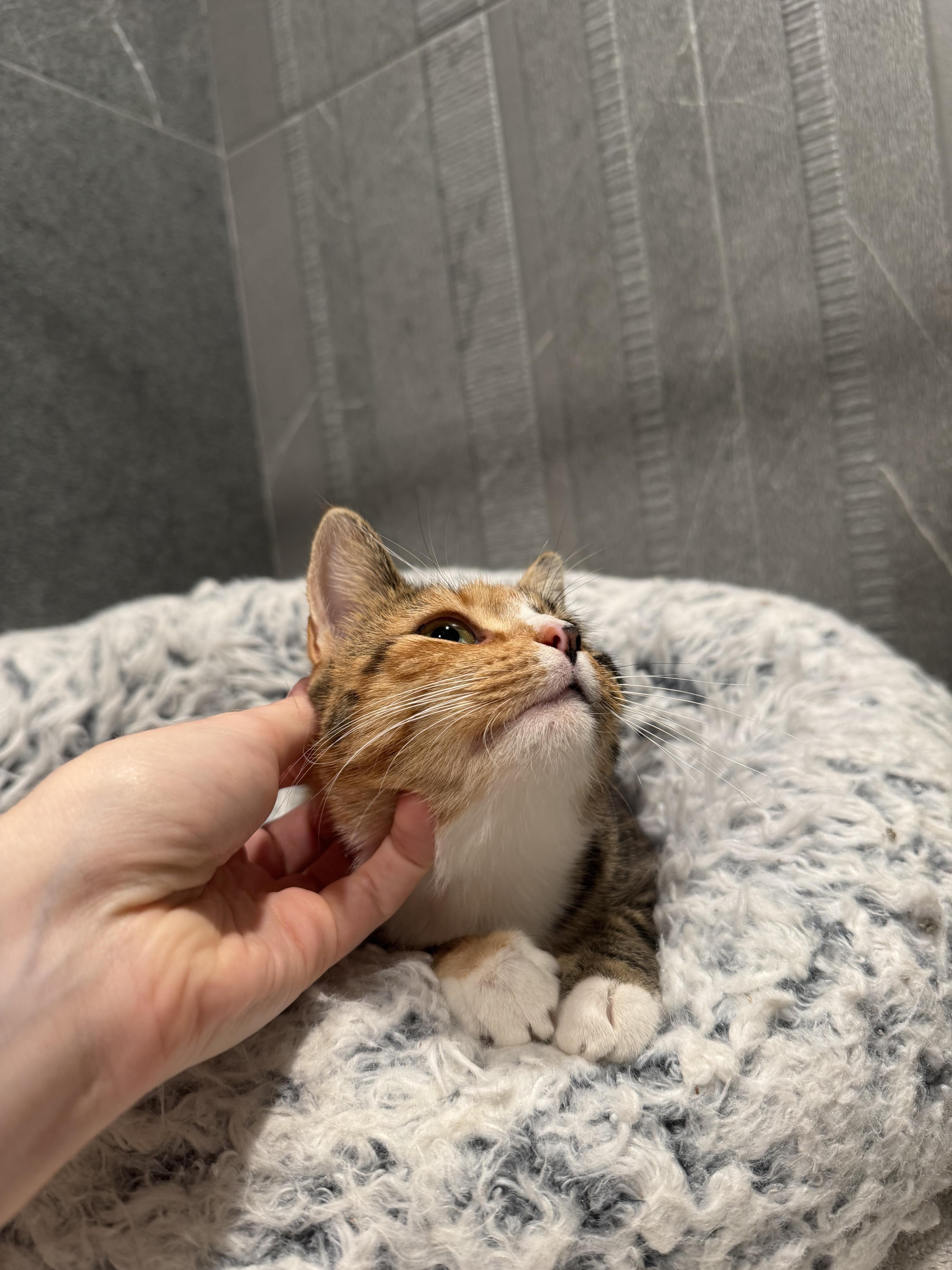 Enlarge Evalin, a Adoptable Domestic Short Hair in Brooklyn, NY image 3/5