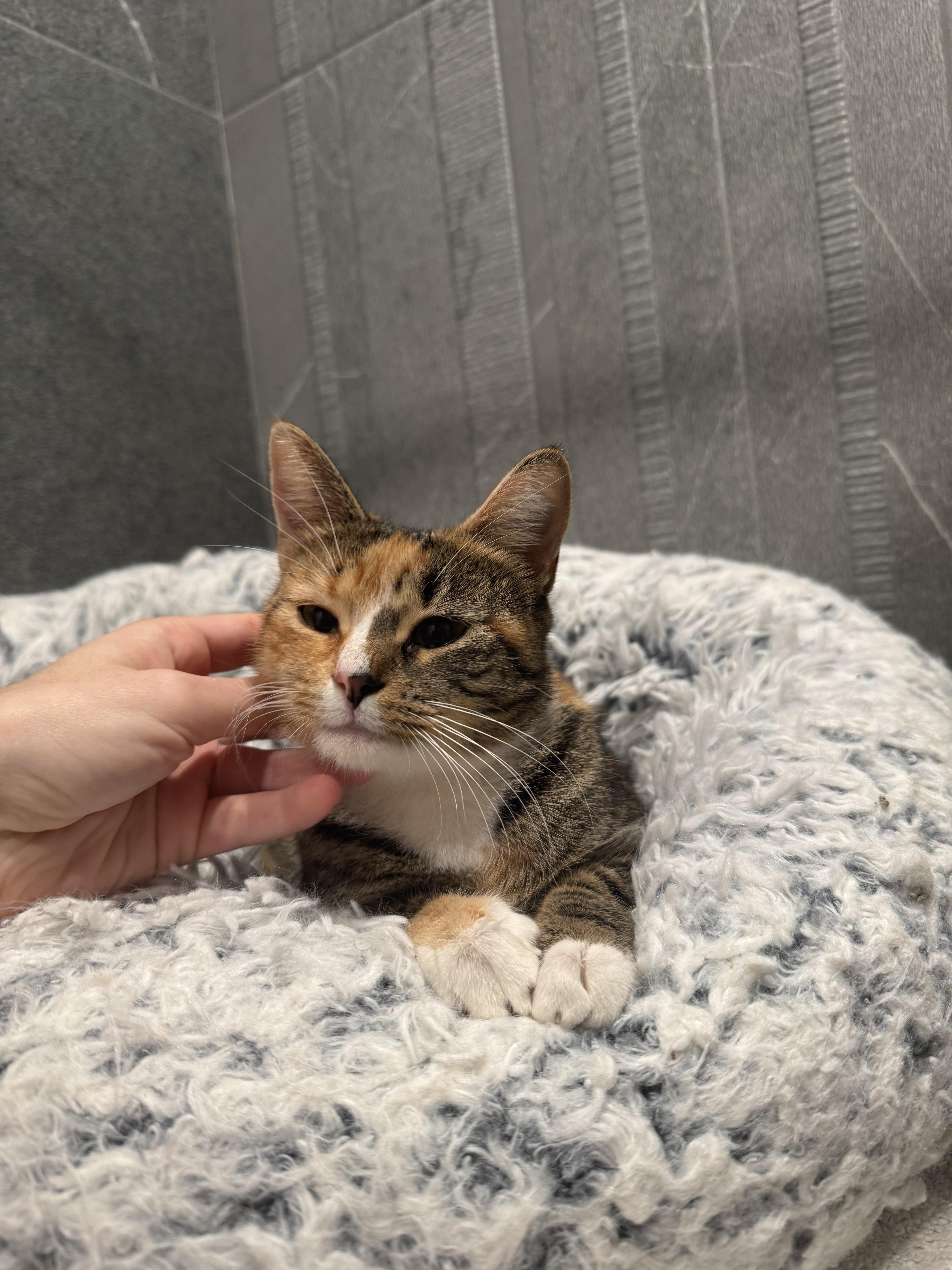 Evalin, Adoptable, Young Female Domestic Short Hair.