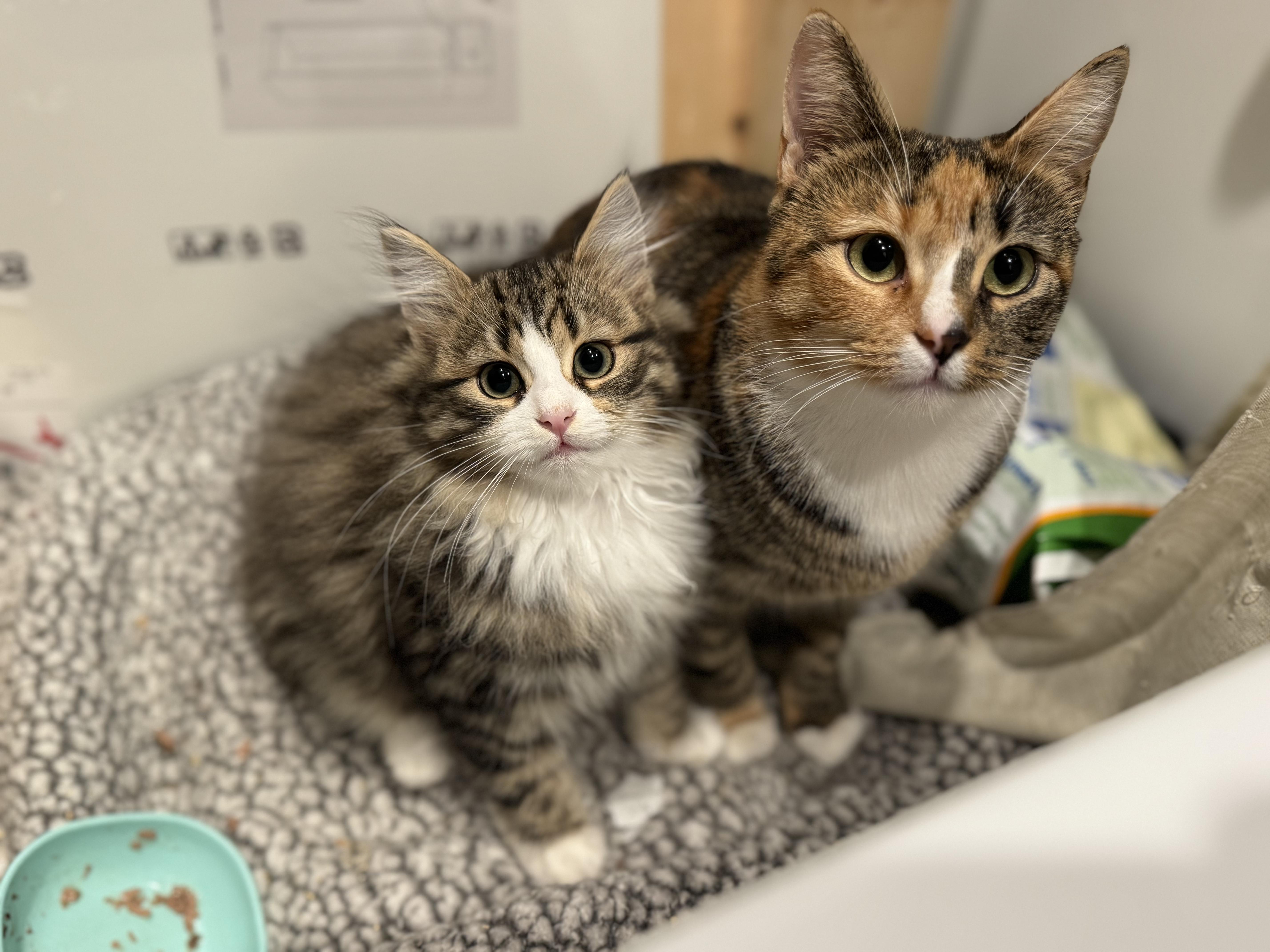 Evalin, adopted, Young Female Domestic Short Hair.