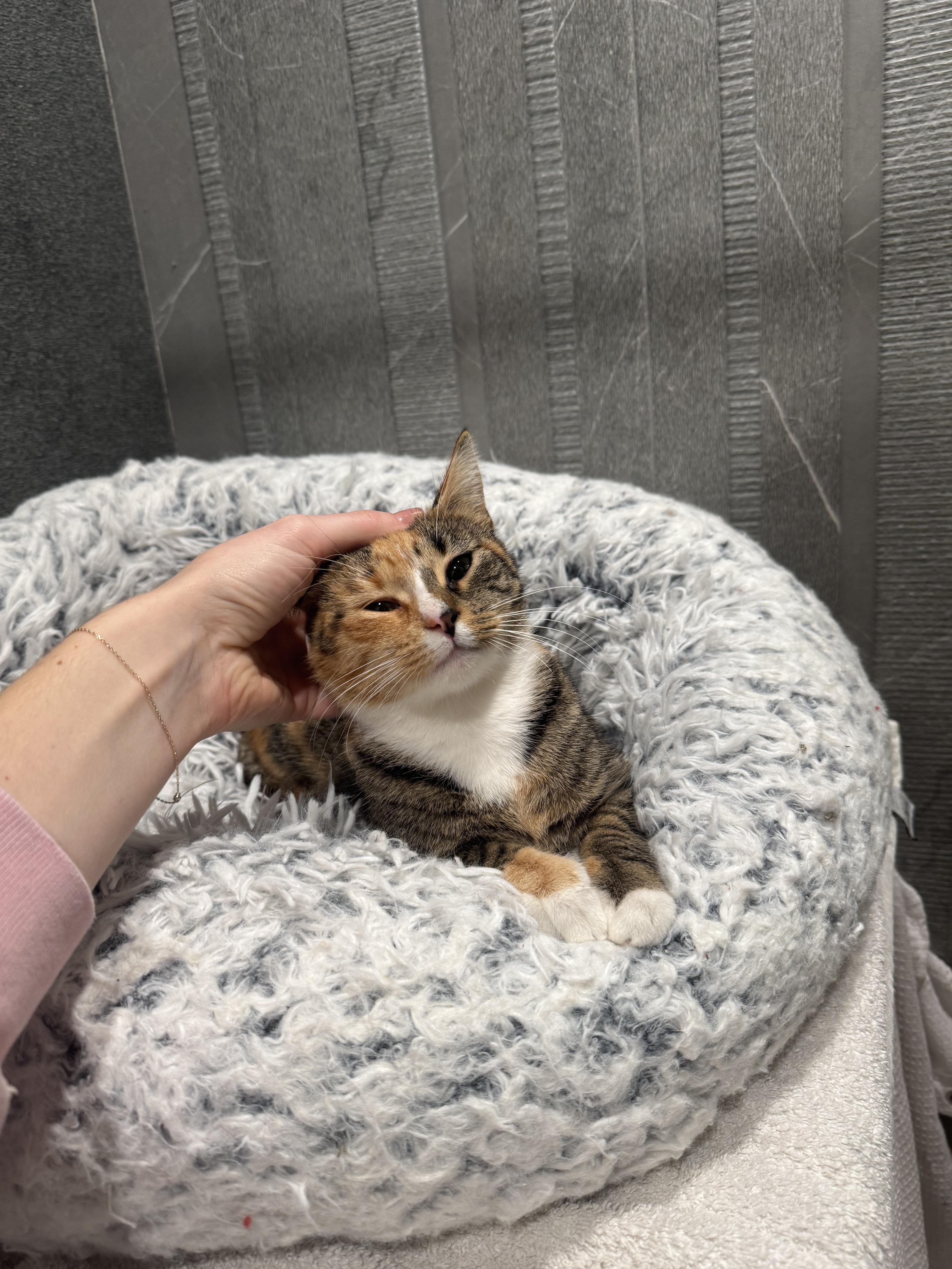 Enlarge Evalin, a Adoptable Domestic Short Hair in Brooklyn, NY image 2/5