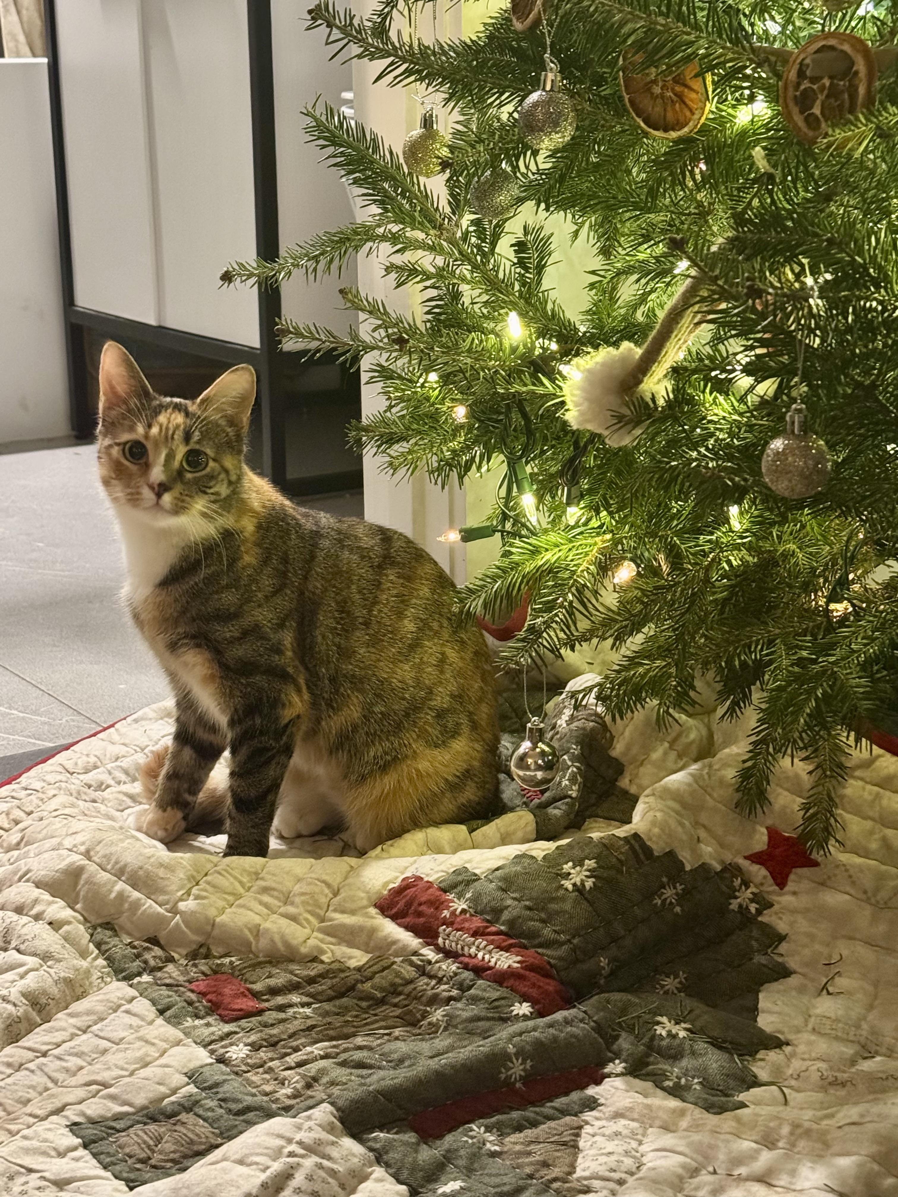 Enlarge Evalin, an adopted Domestic Short Hair in Brooklyn, NY image 3/6