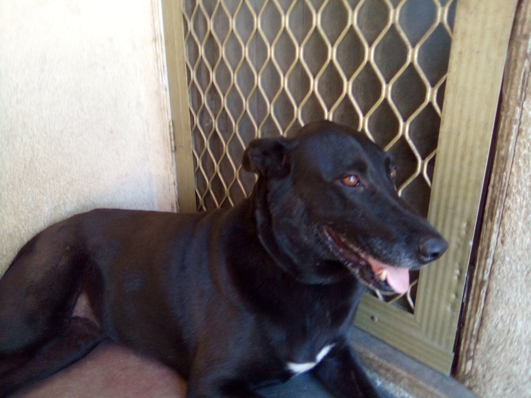 Coco the Labra Dane, Adopted, Adult Female Black Labrador Retriever & Great Dane.